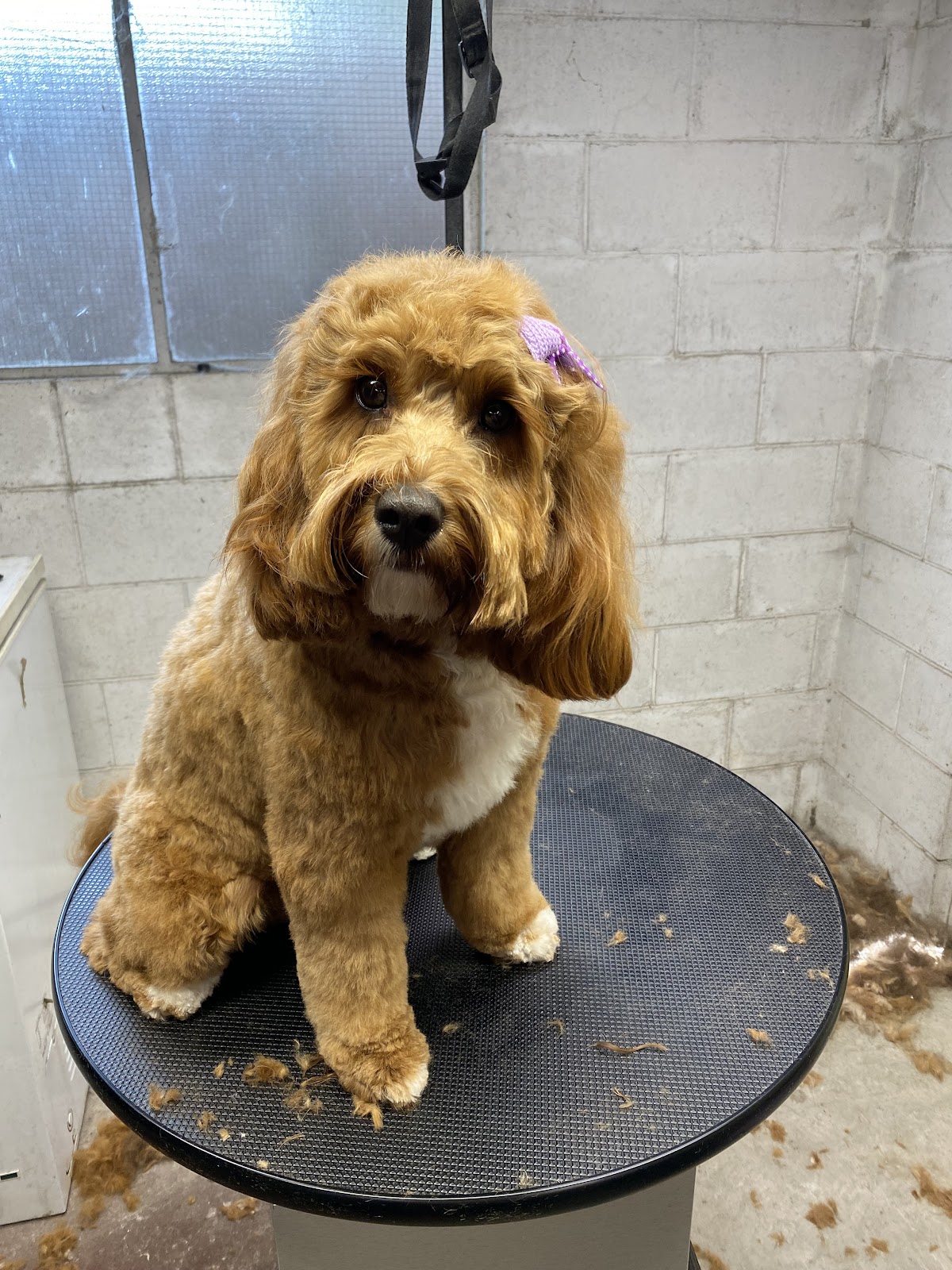 Jo The Groomer team